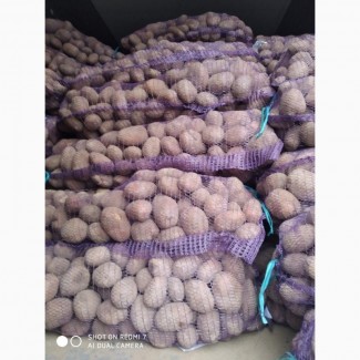 Продам посевной картофель Галла.С места 6, 10 грн.Киев.До 500 тонн.4+ калибр