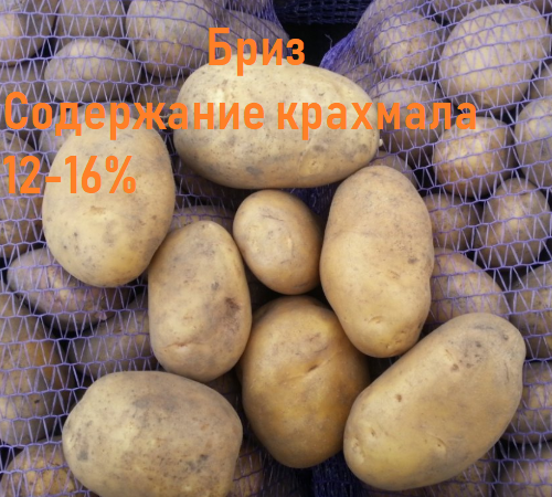 Фото 5. Продам картофель из Белоруссии Оптом