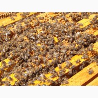 Продам пчелиные семьи / пчелосемьи
