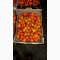 Продам абрикос от производителя