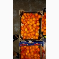 Продам абрикос от производителя