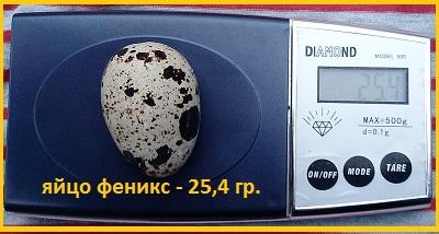 Фото 5. Феникс яйца инкубационные перепела - (France)