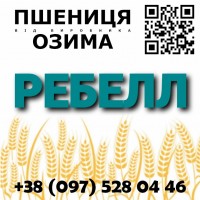 Семена озимой пшеницы Ребелл от производителя, ГК Агротрейд