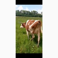 Продам корова