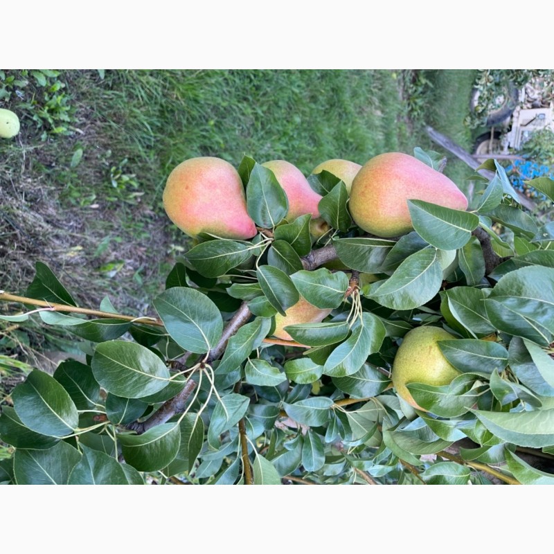 Фото 2. Продам грушу зі свого саду. Урожай 2021 року