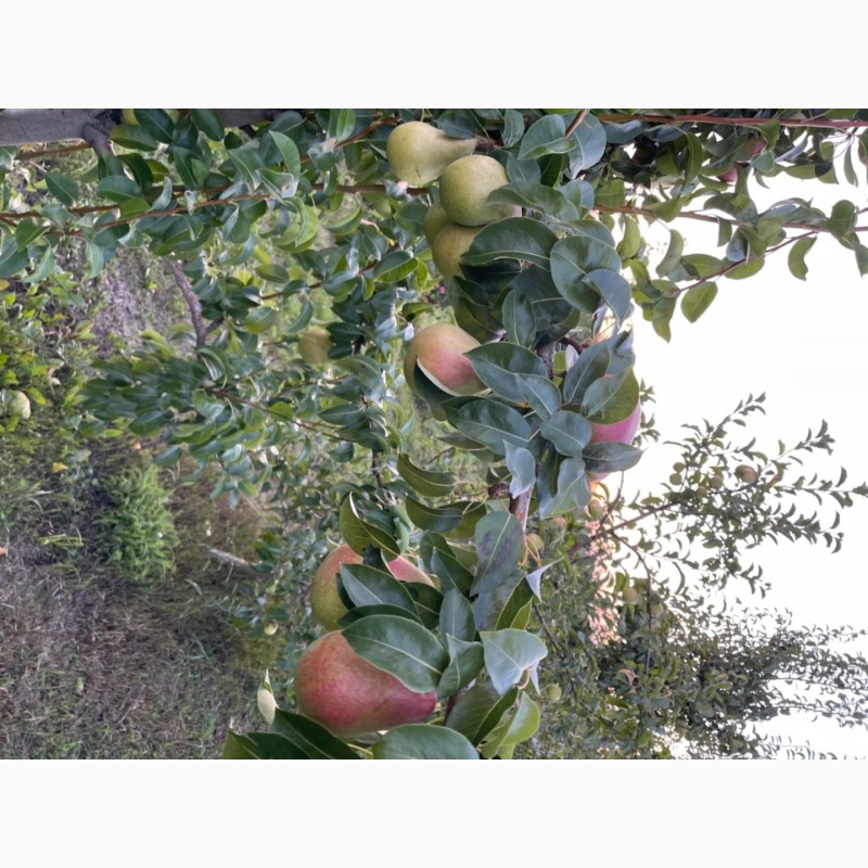 Фото 3. Продам грушу зі свого саду. Урожай 2021 року