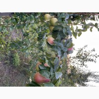 Продам грушу зі свого саду. Урожай 2021 року