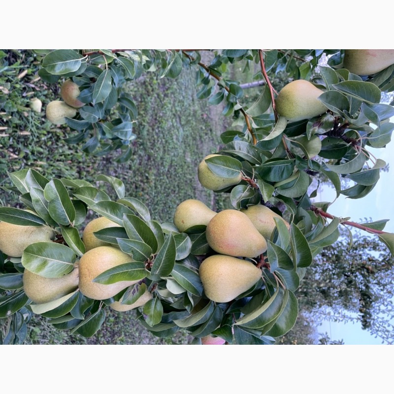 Фото 4. Продам грушу зі свого саду. Урожай 2021 року