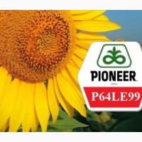 Насіння соняшника p64le99 pioneer 2021