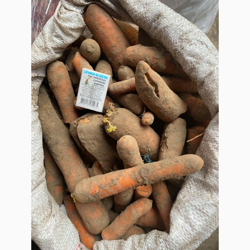 Фото 4. Продам морковь на бюджет или переработку