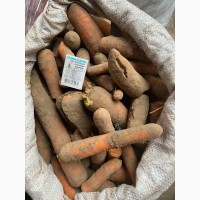 Продам морковь на бюджет или переработку