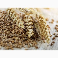 Закуповлюємо пшеницю фуражну за готівкуу. Доставка або самовивіз
