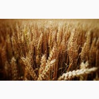 Крупным оптом закупаем пшеницу
