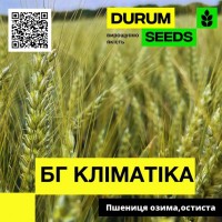 Насіння пшениці BG Klimatika (озима / остиста) Durum Seeds
