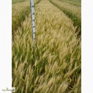 Семена пшеницы озимой - сорт Смуглянка. 1 репродукция