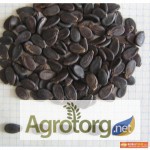 Фото 2. Продам семена Арбузов от производителя по оптовым ценам