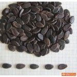 Продам семена Арбузов от производителя по оптовым ценам