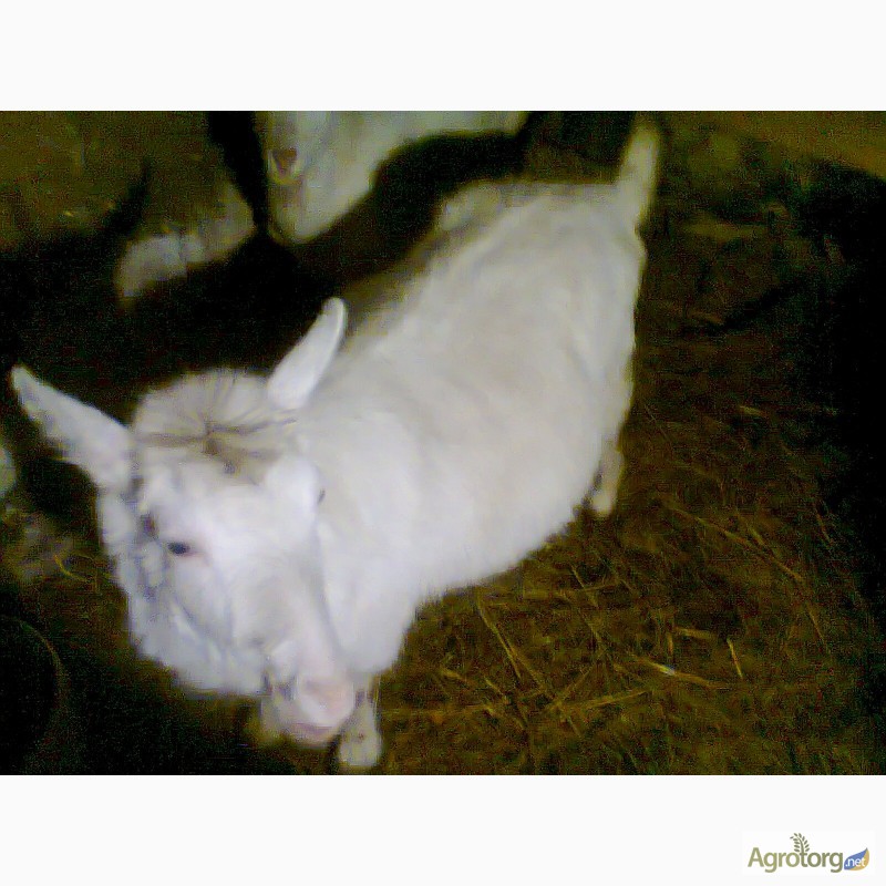 Фото 2. Продажа дойных коз и козлят