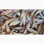 Рыба барабулька черноморская оптом и в розницу с доставкой по Украине