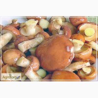 Продам грибы: Вареный маслёнок (Маслюк)