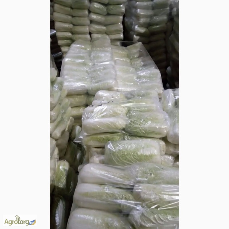 Фото 5. Продам капусту пекинскую - оптом, на экспорт