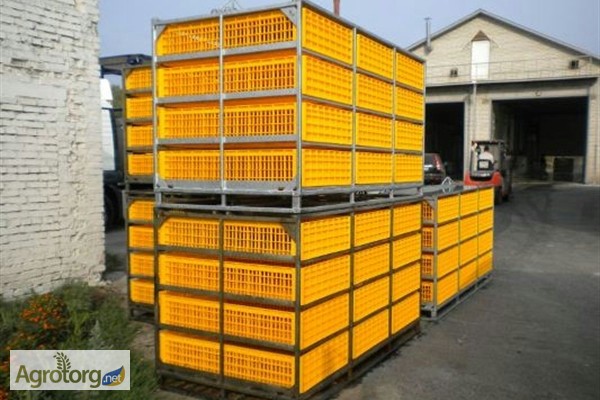 Фото 11. Ящики для перевозки живой птицы. Италия