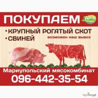 Мариупольский мясокомбинат скупает крупный рогатый скот, свиней