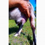 Продам нубийскую ( 50% ) дойную козу