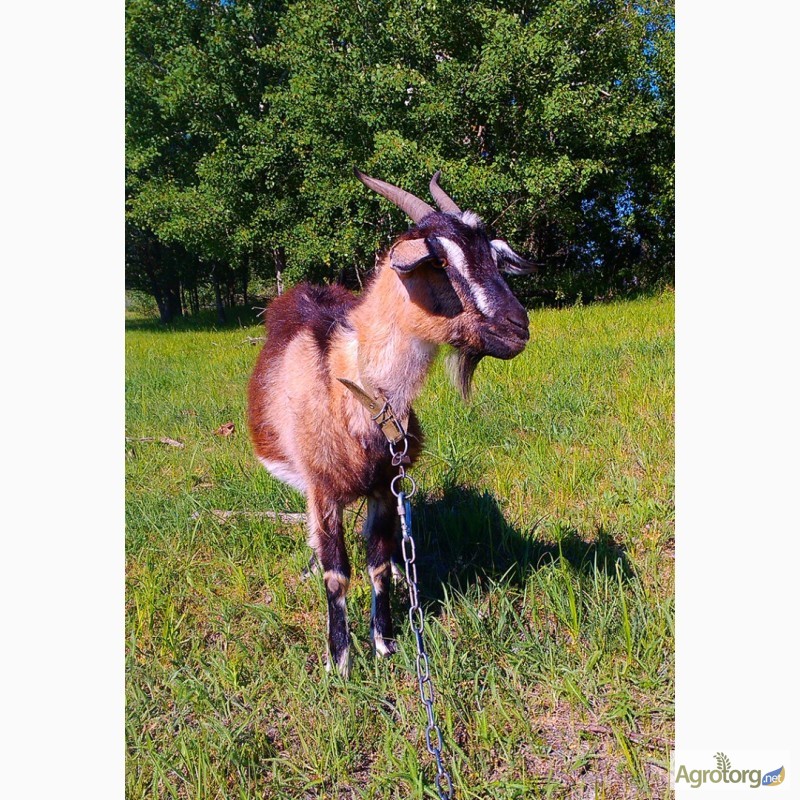 Фото 4. Продам нубийскую ( 50% ) дойную козу