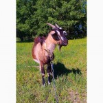 Продам нубийскую ( 50% ) дойную козу
