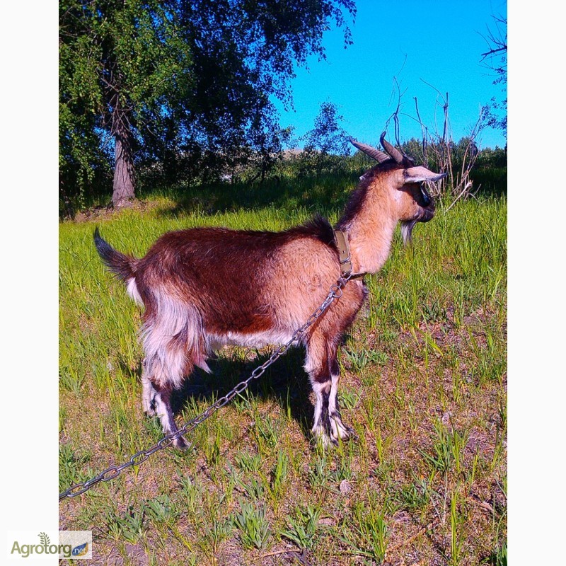 Фото 5. Продам нубийскую ( 50% ) дойную козу