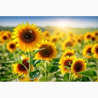 Продам насіння соняшнику іноземна селекція Франція LABOULEТ