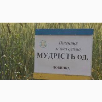 Пшеница озимая МУДРОСТЬ ОДЕССКАЯ, Украина, 1репр., элита