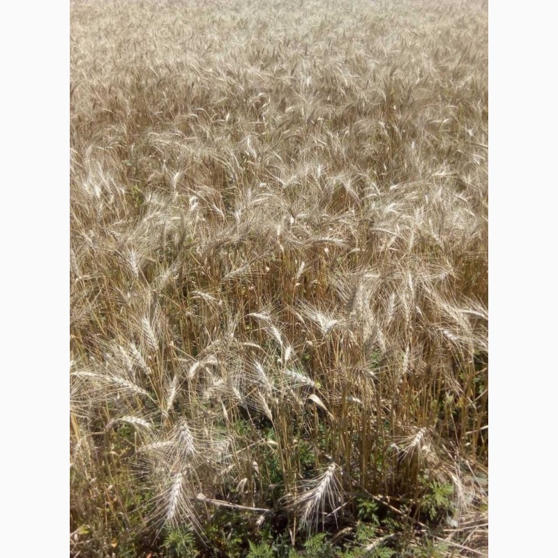 Фото 3. Семена озимой пшеницы Толедо (Канада)