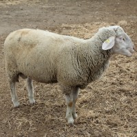 Овцы на племя породы немецкий Мериноландшаф