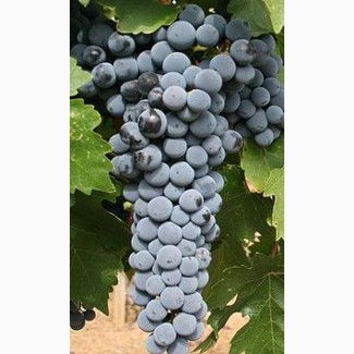 Продам виноград технических сортов:Кабарне-Совиньон, Мерло
