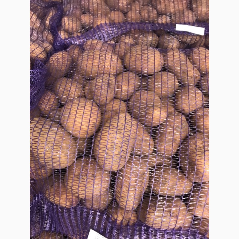 Фото 8. Продам картошку 5+ и посевную картошку, сорта Королева Анна, Бриз, Джили, Гала