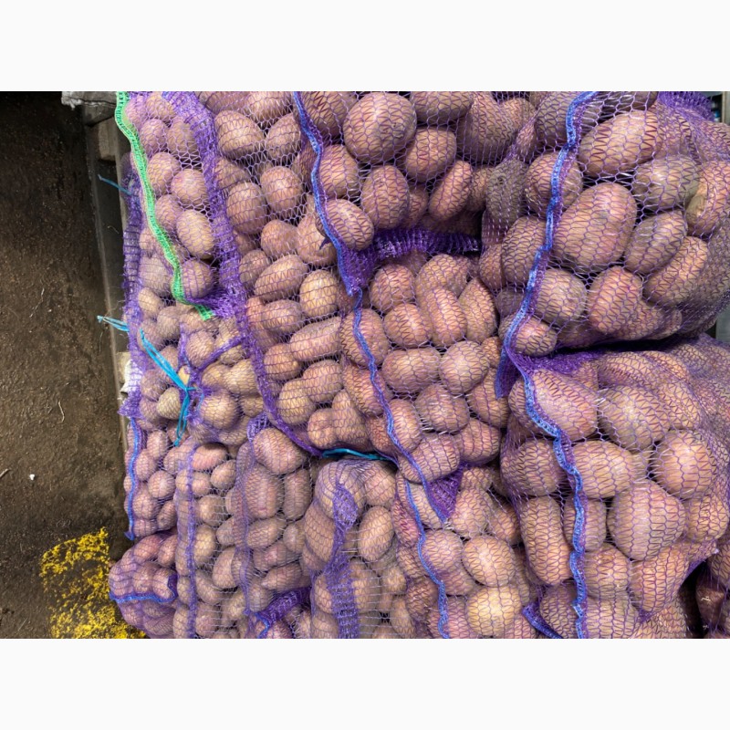 Фото 7. Продаемо картоплю високої якості