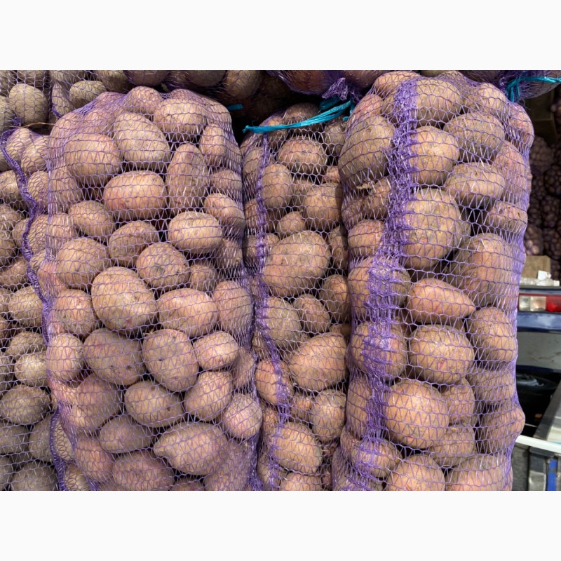 Фото 4. Продаемо картоплю високої якості