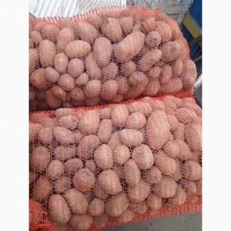 Продаж картоплі оптом, Київська область
