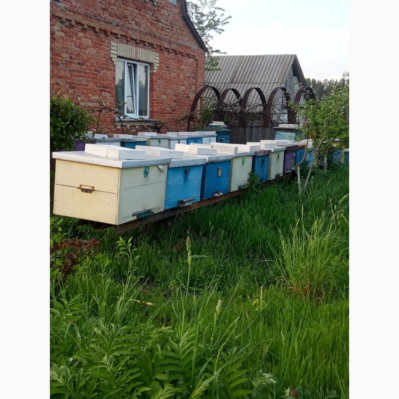 Фото 2. Продам бджолосімї та бджолопакети