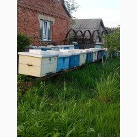 Продам бджолосімї та бджолопакети