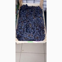 Продам виноград для вина