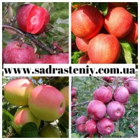 Продажа плодовых деревьев, плетистых и парковых роз оптом и в розницу