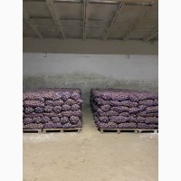 Продам насіння картоплі с. БЕЛЛАРОЗА, РІВ‘єра