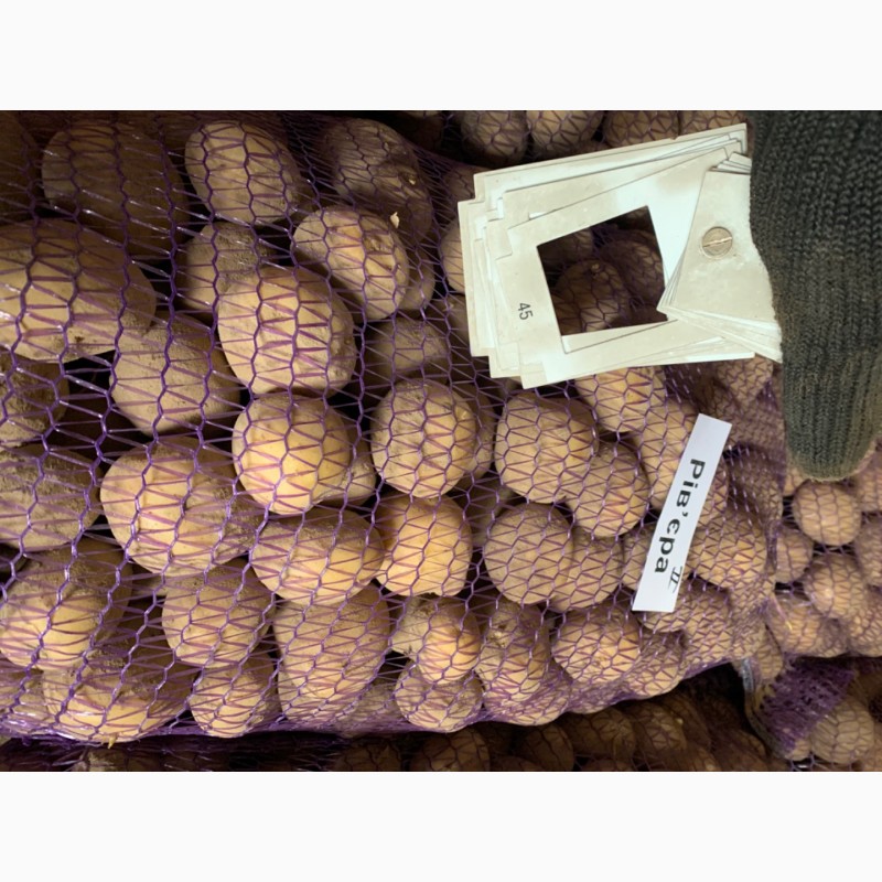 Фото 3. Продам насіння картоплі с. БЕЛЛАРОЗА, РІВ‘єра