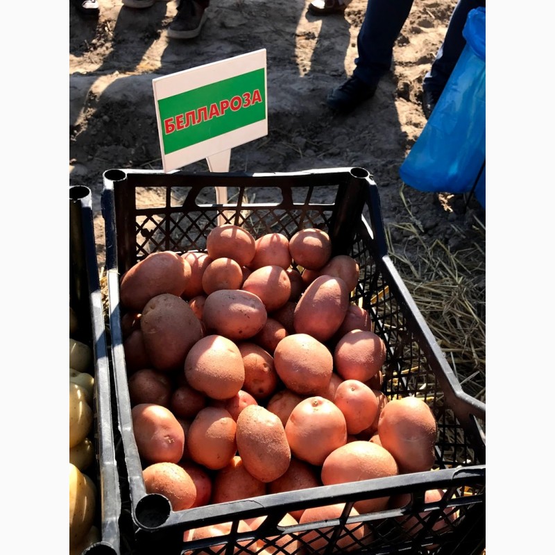 Фото 4. Продам насіння картоплі с. БЕЛЛАРОЗА, РІВ‘єра