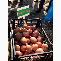 Продам насіння картоплі с. БЕЛЛАРОЗА, РІВ‘єра