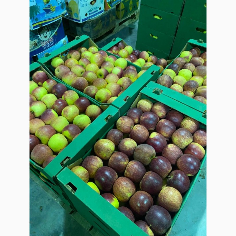 Фото 5. Продам яблоки от произодителя несколько сортов с 20 тонн