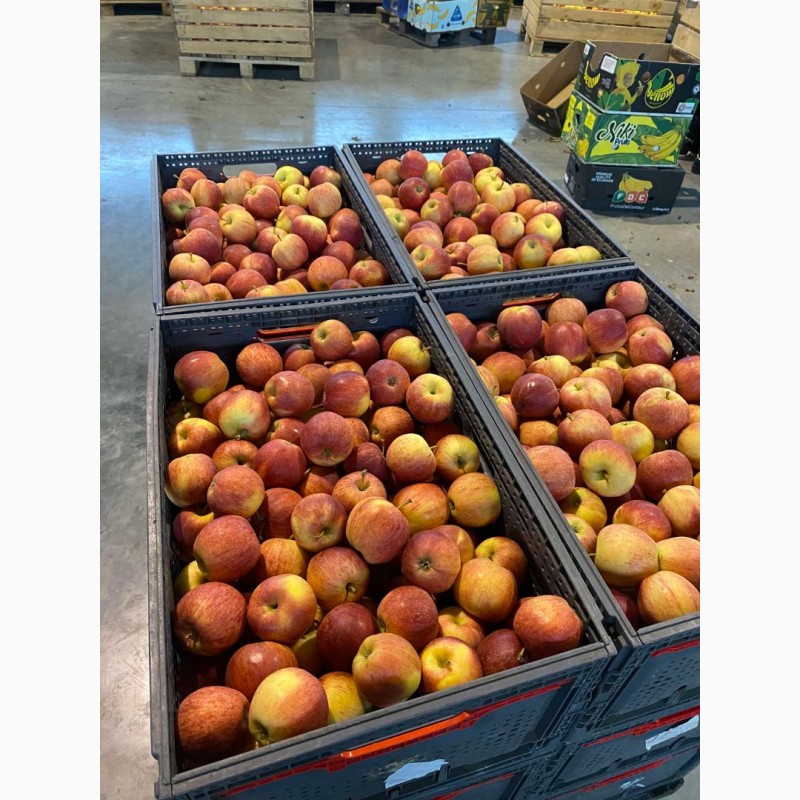 Фото 6. Продам яблоки от произодителя несколько сортов с 20 тонн